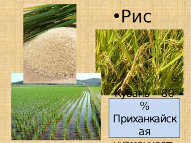 Рис Кубань – 80 % Приханкайская низменность