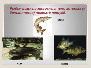 Рыбы- водные животные, тело которых (у большинства) покрыто чешуёй. щука сом ...