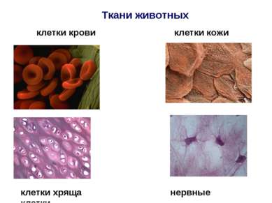 Ткани животных клетки крови клетки кожи клетки хряща нервные клетки