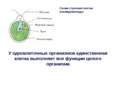 Схема строения клетки хламидомонады У одноклеточных организмов единственная к...