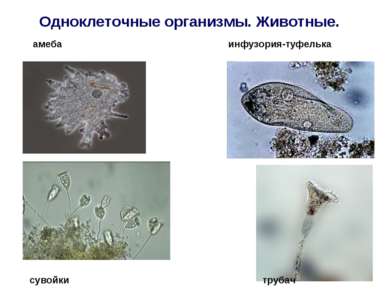 Одноклеточные организмы. Животные. амеба инфузория-туфелька сувойки трубач