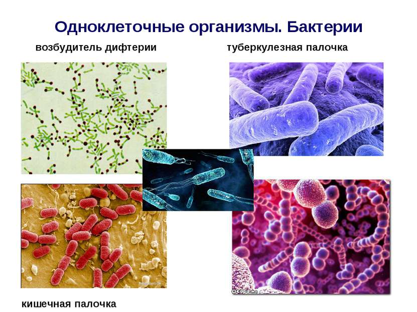 Одноклеточные организмы. Бактерии возбудитель дифтерии туберкулезная палочка ...