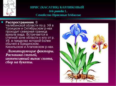 ИРИС (КАСАТИК) КАРЛИКОВЫЙ    Iris pumila L.    Семейство Ирисовые Iridaceae Р...