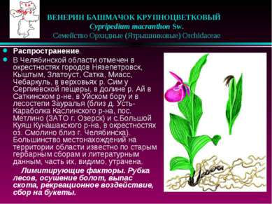 ВЕНЕРИН БАШМАЧОК КРУПНОЦВЕТКОВЫЙ    Cypripedium macranthon Sw.    Семейство О...