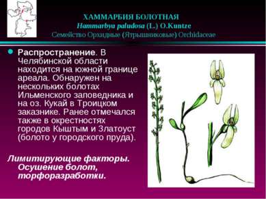 ХАММАРБИЯ БОЛОТНАЯ    Hammarbya paludosa (L.) O.Kuntze    Семейство Орхидные ...