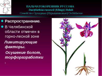 ПАЛЬЧАТОКОРЕННИК РУССОВА   Dactylorhiza russowii (Klinge) Holub    Семейство ...
