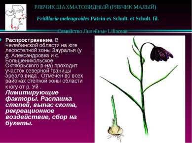 РЯБЧИК ШАХМАТОВИДНЫЙ (РЯБЧИК МАЛЫЙ)    Fritillaria meleagroides Patrin ex Sch...