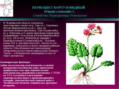 ПЕРВОЦВЕТ КОРТУЗОВИДНЫЙ    Primula cortusoides L.    Семейство Первоцветные P...
