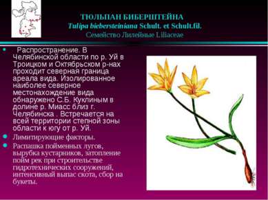 ТЮЛЬПАН БИБЕРШТЕЙНА    Tulipa biebersteiniana Schult. et Schult.fil.    Семей...