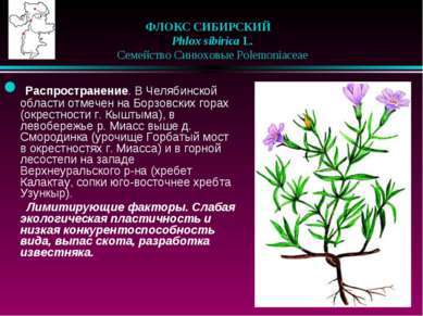 ФЛОКС СИБИРСКИЙ    Phlox sibirica L.    Семейство Синюховые Polemoniaceae  Ра...