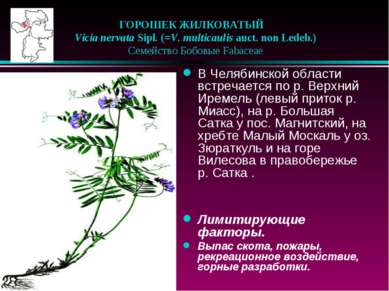 ГОРОШЕК ЖИЛКОВАТЫЙ    Vicia nervata Sipl. (=V. multicaulis auct. non Ledeb.) ...