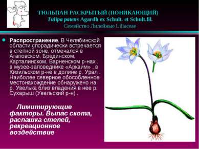 ТЮЛЬПАН РАСКРЫТЫЙ (ПОНИКАЮЩИЙ)    Tulipa patens Agardh ex Schult. et Schult.f...