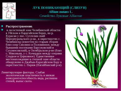 ЛУК ПОНИКАЮЩИЙ (СЛИЗУН)    Allium nutans L.    Семейство Луковые Alliaceae Ра...