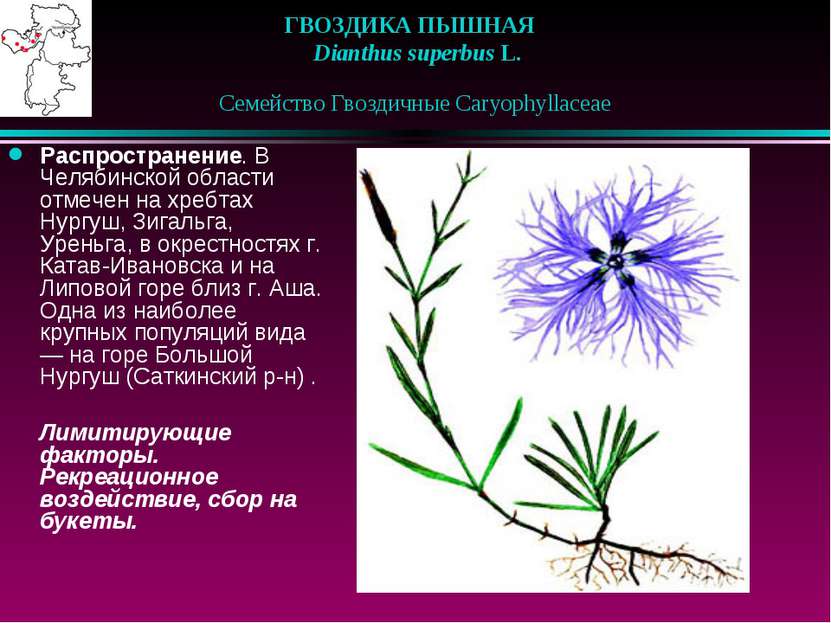 ГВОЗДИКА ПЫШНАЯ    Dianthus superbus L.    Семейство Гвоздичные Caryophyllace...