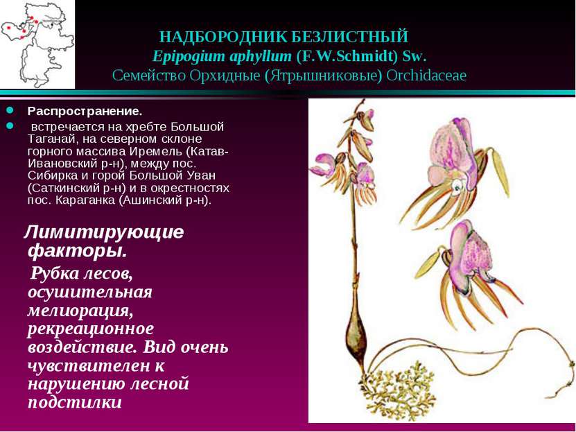 НАДБОРОДНИК БЕЗЛИСТНЫЙ    Epipogium aphyllum (F.W.Schmidt) Sw.    Семейство О...