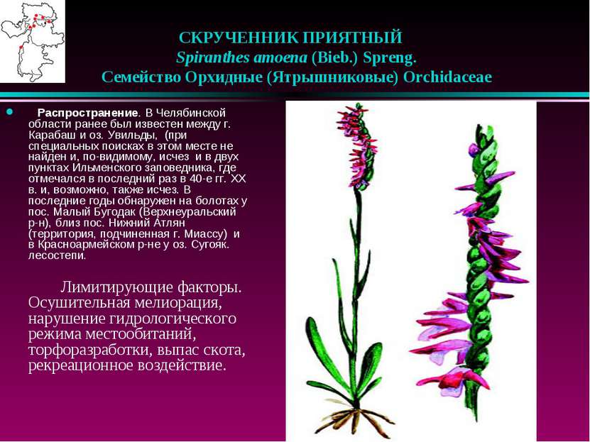 СКРУЧЕННИК ПРИЯТНЫЙ    Spiranthes amoena (Bieb.) Spreng.    Семейство Орхидны...