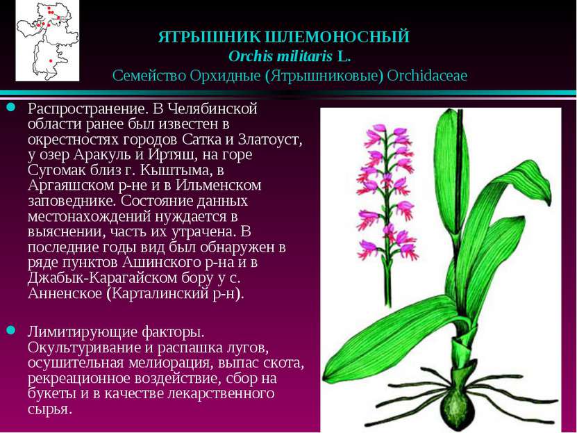 ЯТРЫШНИК ШЛЕМОНОСНЫЙ    Orchis militaris L.    Семейство Орхидные (Ятрышников...
