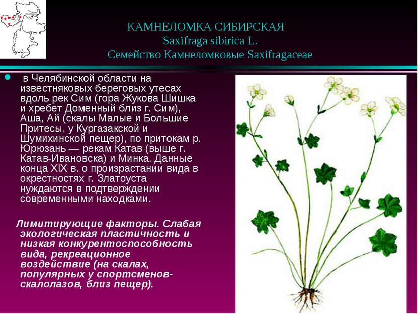 КАМНЕЛОМКА СИБИРСКАЯ    Saxifraga sibirica L.    Семейство Камнеломковые Saxi...