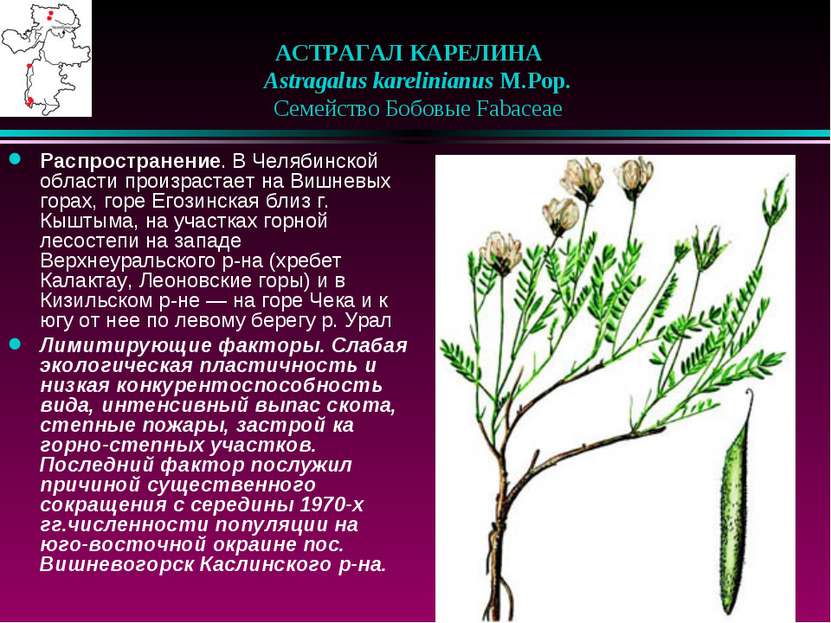 АСТРАГАЛ КАРЕЛИНА    Astragalus karelinianus M.Pop.    Семейство Бобовые Faba...