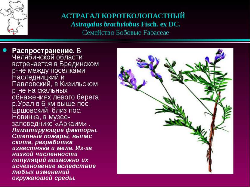 АСТРАГАЛ КОРОТКОЛОПАСТНЫЙ    Astragalus brachylobus Fisch. ex DC.    Семейств...