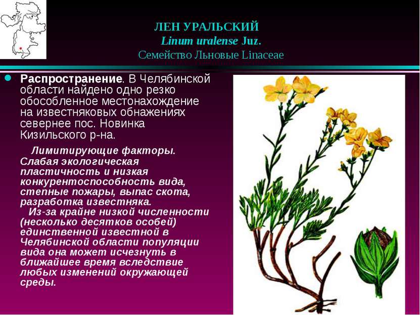 ЛЕН УРАЛЬСКИЙ    Linum uralense Juz.    Семейство Льновые Linaceae Распростра...