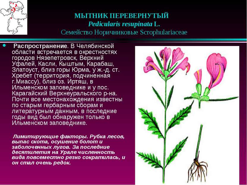 МЫТНИК ПЕРЕВЕРНУТЫЙ    Pedicularis resupinata L.    Семейство Норичниковые Sc...