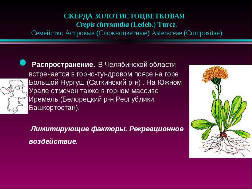 СКЕРДА ЗОЛОТИСТОЦВЕТКОВАЯ    Crepis chrysantha (Ledeb.) Turcz.    Семейство А...