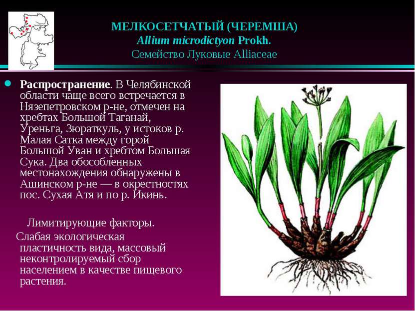 МЕЛКОСЕТЧАТЫЙ (ЧЕРЕМША)    Allium microdictyon Prokh.    Семейство Луковые Al...
