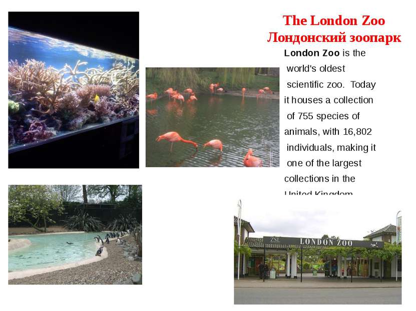 The London Zoo Лондонский зоопарк London Zoo is the world's oldest scientific...