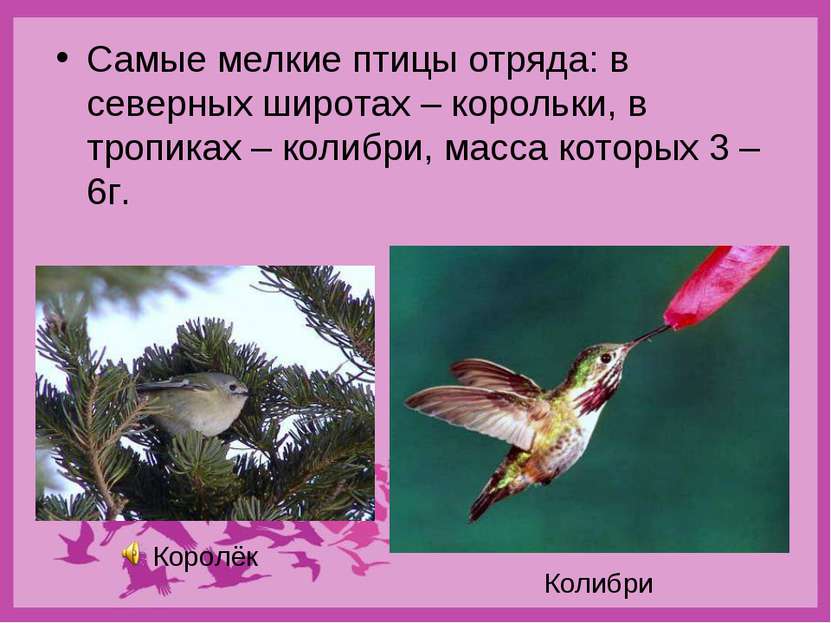 Самые мелкие птицы отряда: в северных широтах – корольки, в тропиках – колибр...
