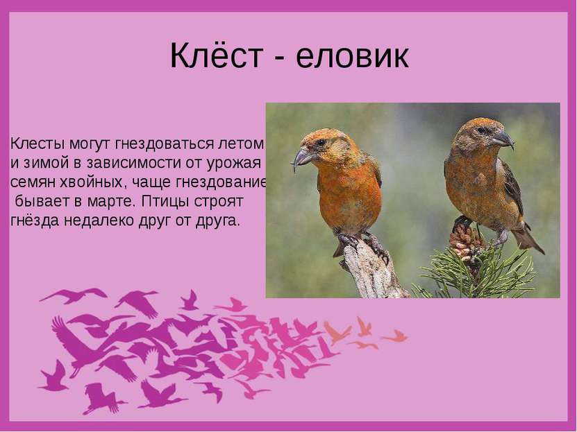 Клёст - еловик Клесты могут гнездоваться летом и зимой в зависимости от урожа...
