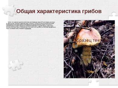 Общая характеристика грибов Грибы- это отдельное царство организмов, насчитыв...
