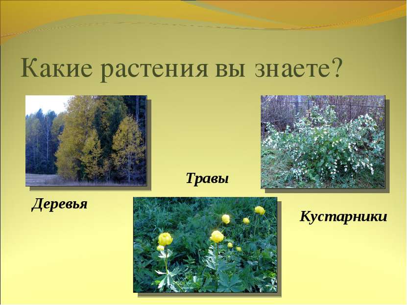 Какие растения вы знаете? Деревья Кустарники Травы