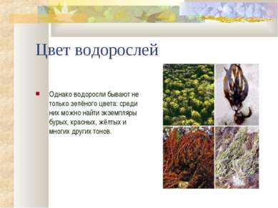 Цвет водорослей Однако водоросли бывают не только зелёного цвета: среди них м...