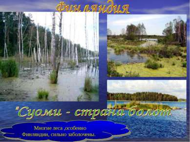 Многие леса ,особенно Финляндии, сильно заболочены.