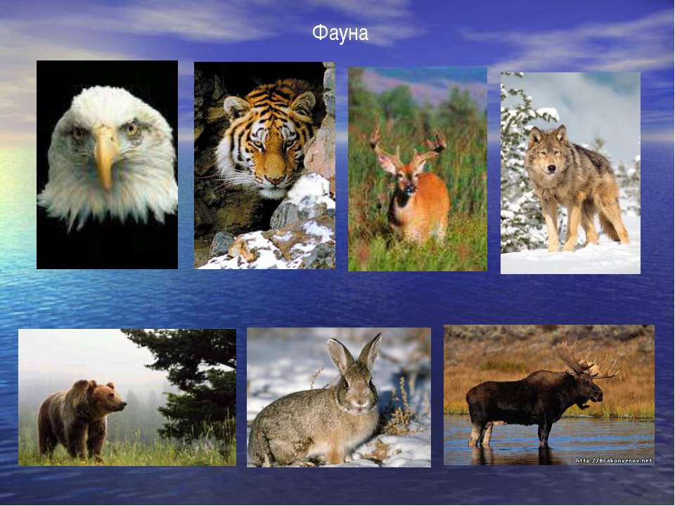 Северная евразия животный мир. Животный мир Евразии. Растительный и животный мир Евразии. Растительный мир Евразии.