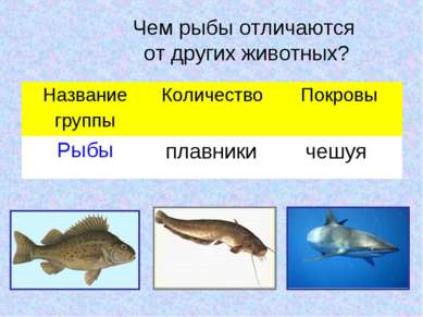 Чем рыбы отличаются от других животных? плавники чешуя Название группы Количе...