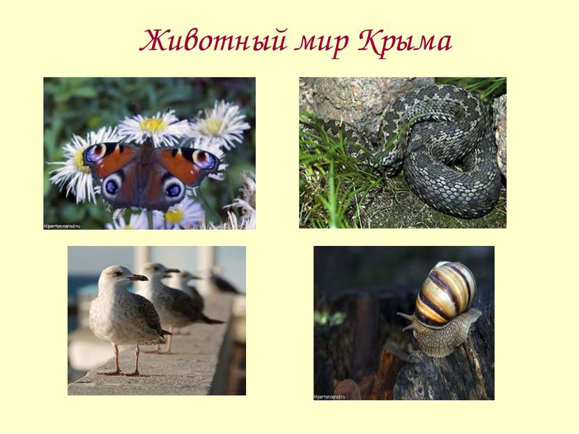 Животный мир Крыма