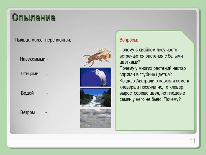 Пыльца может переносится: * Опыление Насекомыми - Птицами - Водой - Ветром - ...