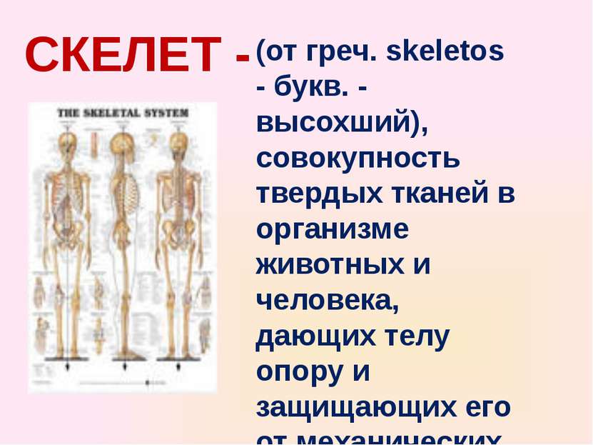 СКЕЛЕТ - (от греч. skeletos - букв. - высохший), совокупность твердых тканей ...