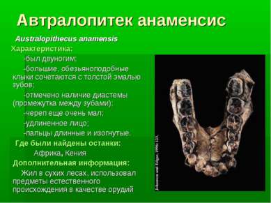 Автралопитек анаменсис Australopithecus anamensis Характеристика: -был двуног...