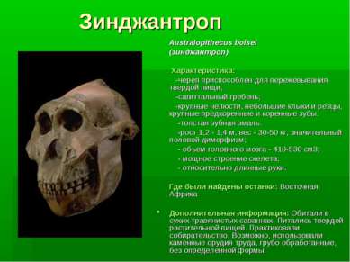Зинджантроп Australopithecus boisei (зинджантроп) Характеристика: -череп прис...
