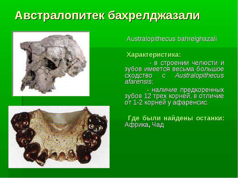Австралопитек бахрелджазали Australopithecus bahrelghazali Характеристика: - ...