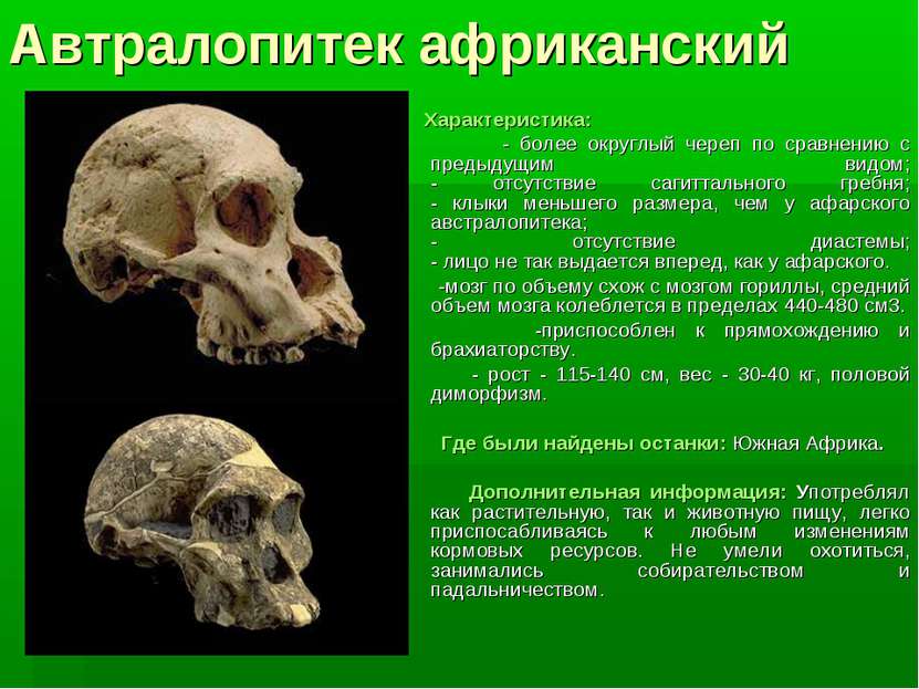 Автралопитек африканский Характеристика: - более округлый череп по сравнению ...