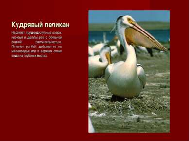 Кудрявый пеликан Населяет труднодоступные озера, низовья и дельты рек с обиль...
