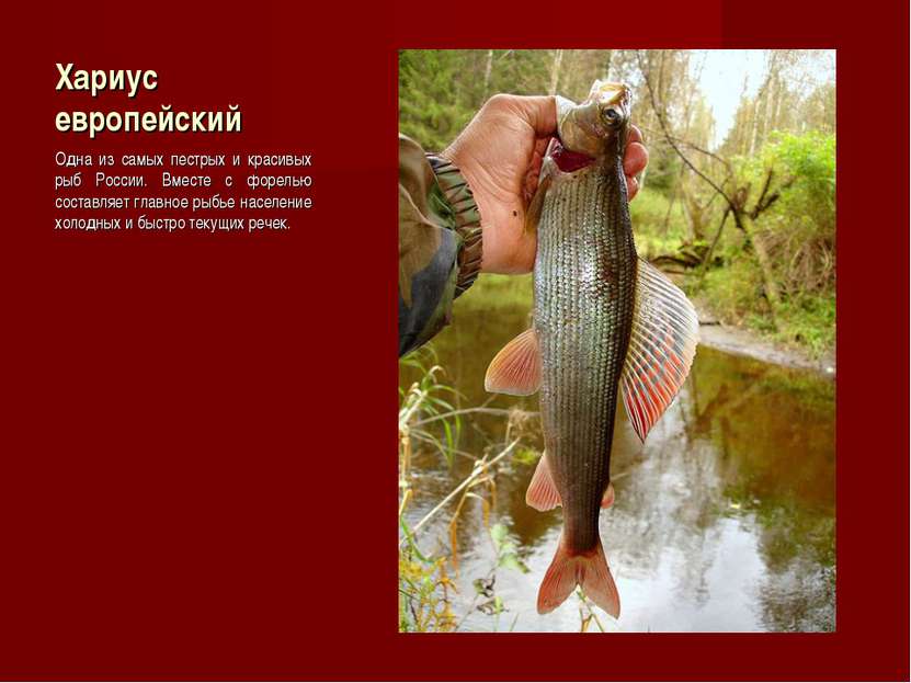 Хариус европейский Одна из самых пестрых и красивых рыб России. Вместе с форе...