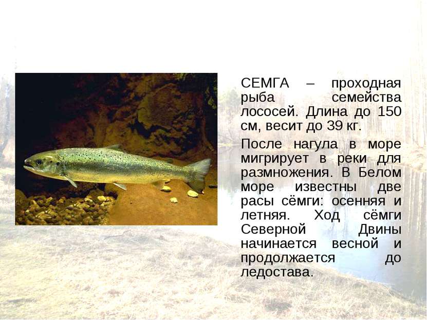 СЕМГА – проходная рыба семейства лососей. Длина до 150 см, весит до 39 кг. По...