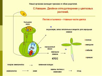 зародыш семени корешок стебелёк семядоли почечка эндосперм, запас питательных...