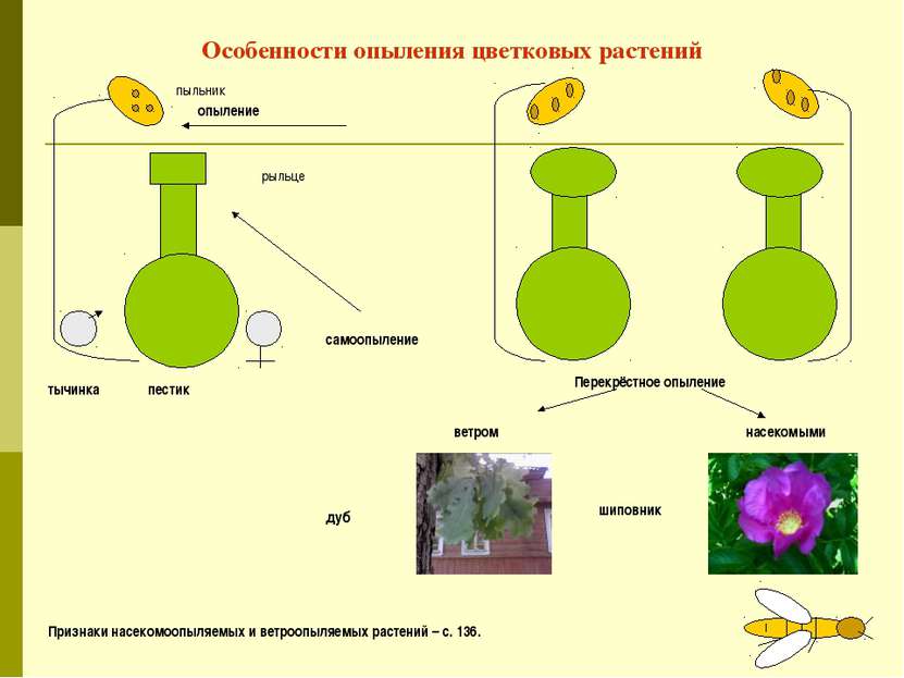 Особенности опыления цветковых растений пестик тычинка опыление пыльник рыльц...