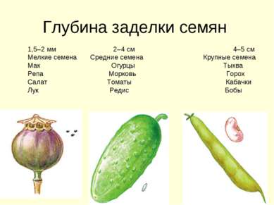 Глубина заделки семян 1,5–2 мм 2–4 см 4–5 см Мелкие семена Средние семена Кру...